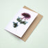 Pink Chrysanthemum